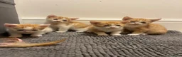 Mixed Breed cats for sale: Ginger & white kittens for sale  - Advert 3