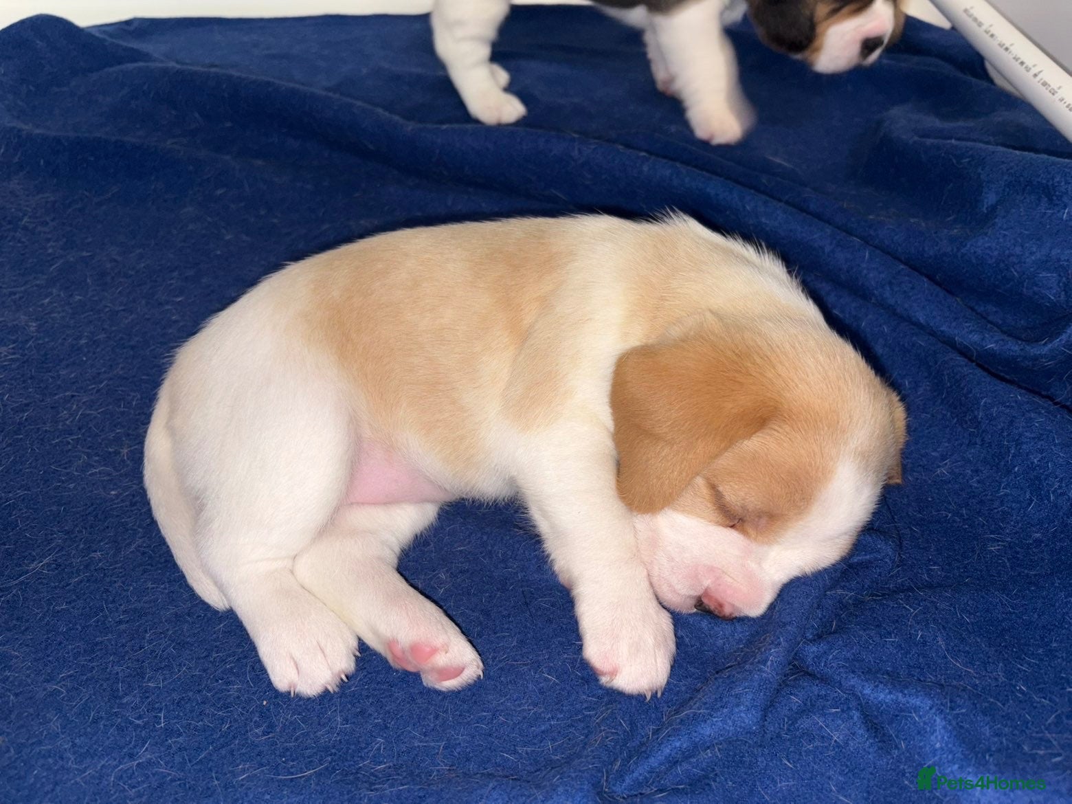 Beagle dogs Beagle pups  - Advert 2