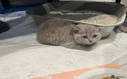 British Shorthair cats for sale: Beautiful British Shorthair Kittens  | From £500 - Image 2
