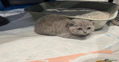 British Shorthair cats - Advert 9