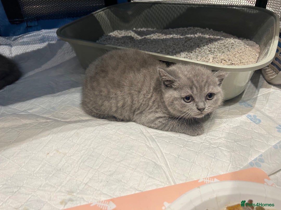 British Shorthair cats for sale: Beautiful British Shorthair Kittens  | From £500 - Image 2