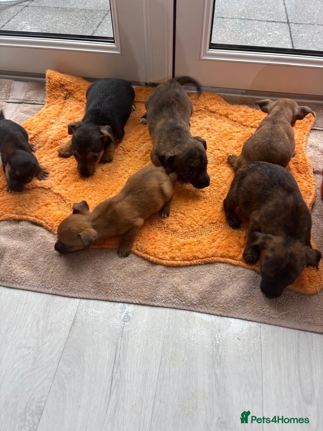 Jack Russell dogs for sale: Beautiful jack russells - Advert 4