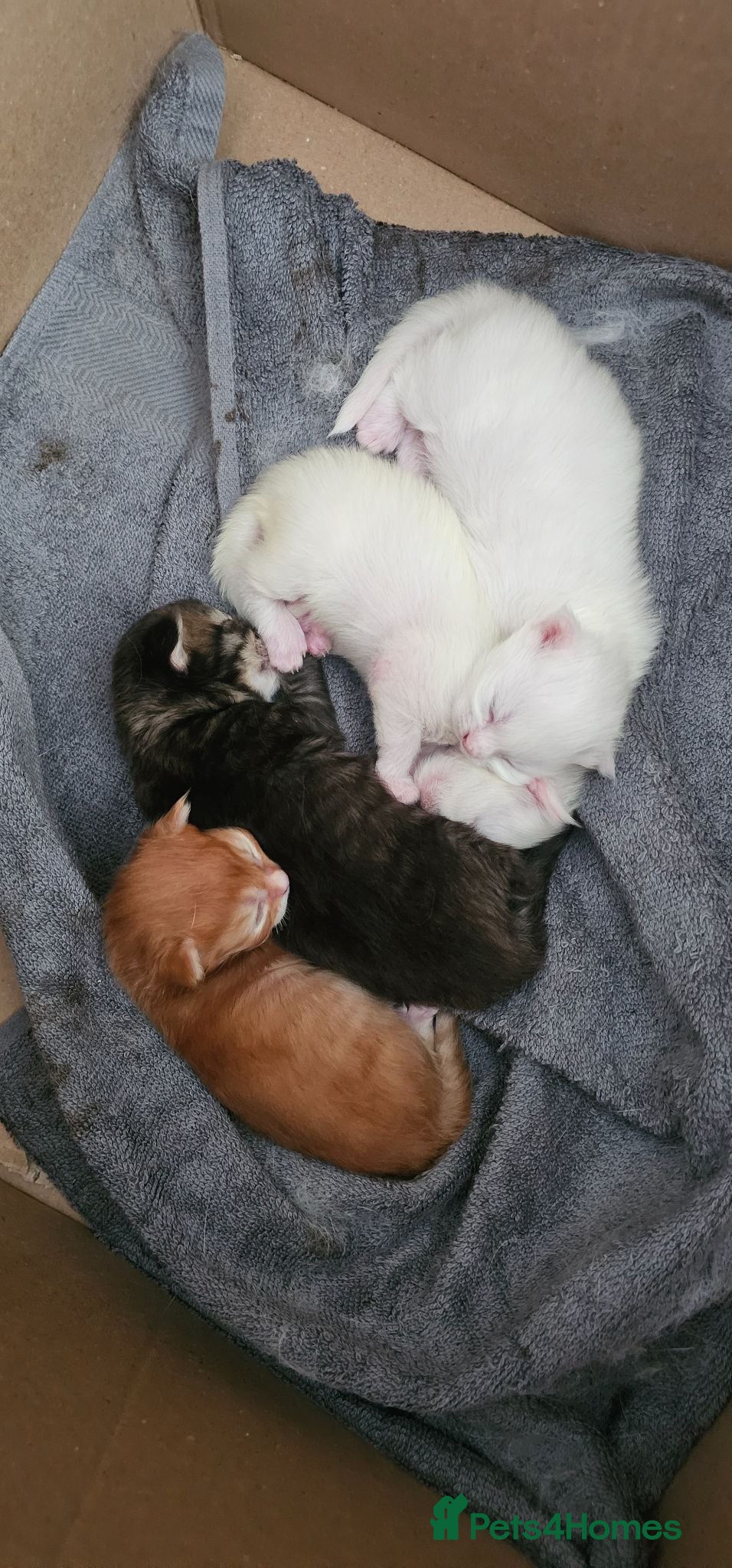 Mixed Breed cats Maine coon x kittens - Advert 7