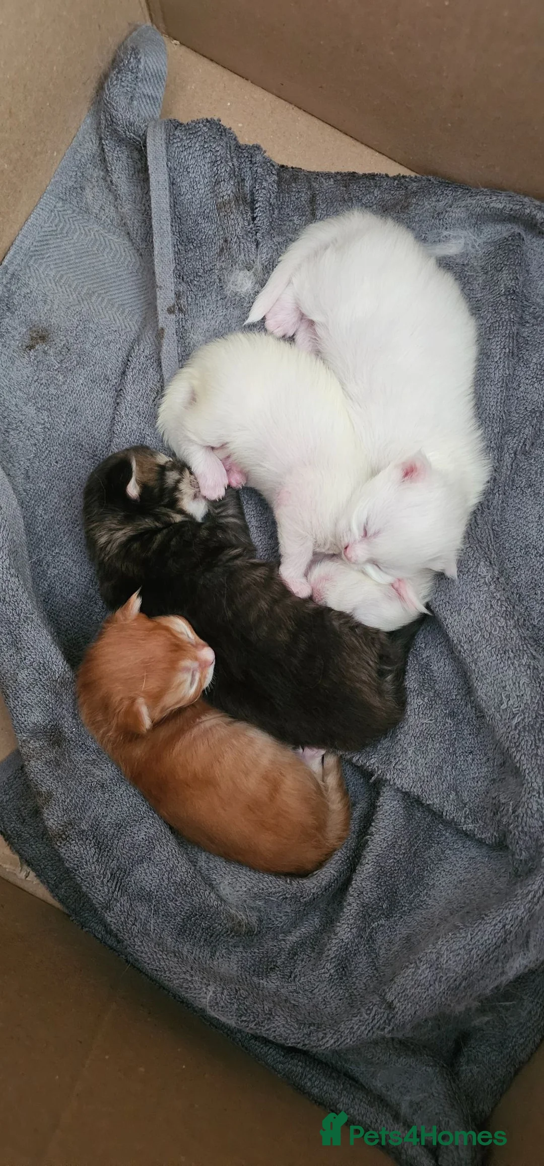 Mixed Breed cats for sale: Maine coon x kittens - Advert 1