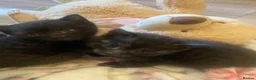 Mixed Breed cats for sale: 8 beautiful kittens - Advert 7