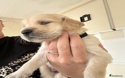 Golden Retriever dogs for sale: Gorgeous golden retriever puppies for sale - Image 11