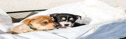 Mixed Breed dogs for sale: Bullhuahua Puppies  - Advert 5