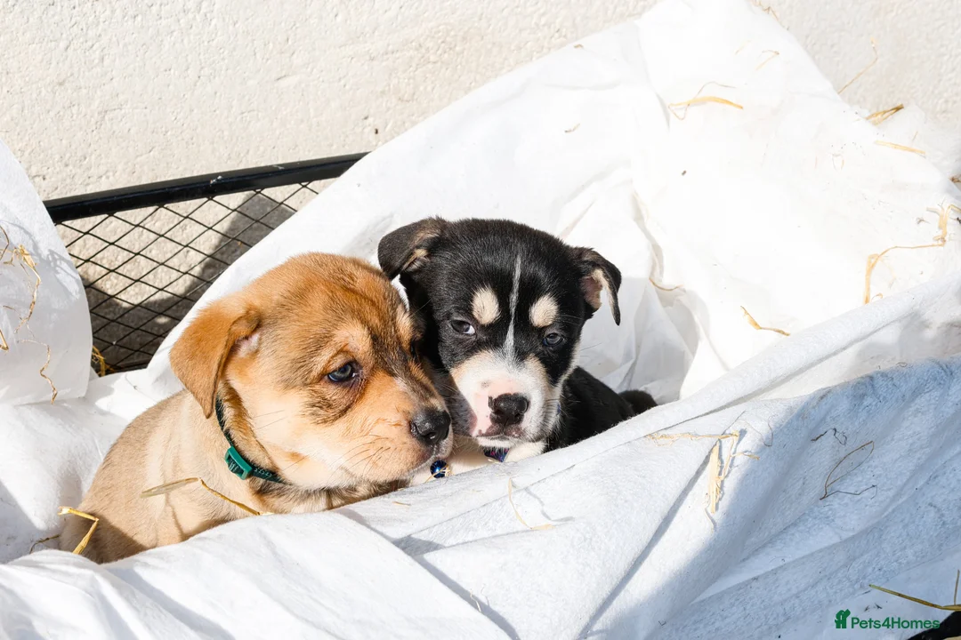 Mixed Breed dogs for sale: Bullhuahua Puppies  - Advert 5