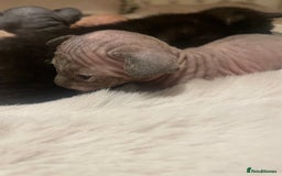 Sphynx cats for sale: Beautiful Sphynx cross orinetal kittens  - Advert 10