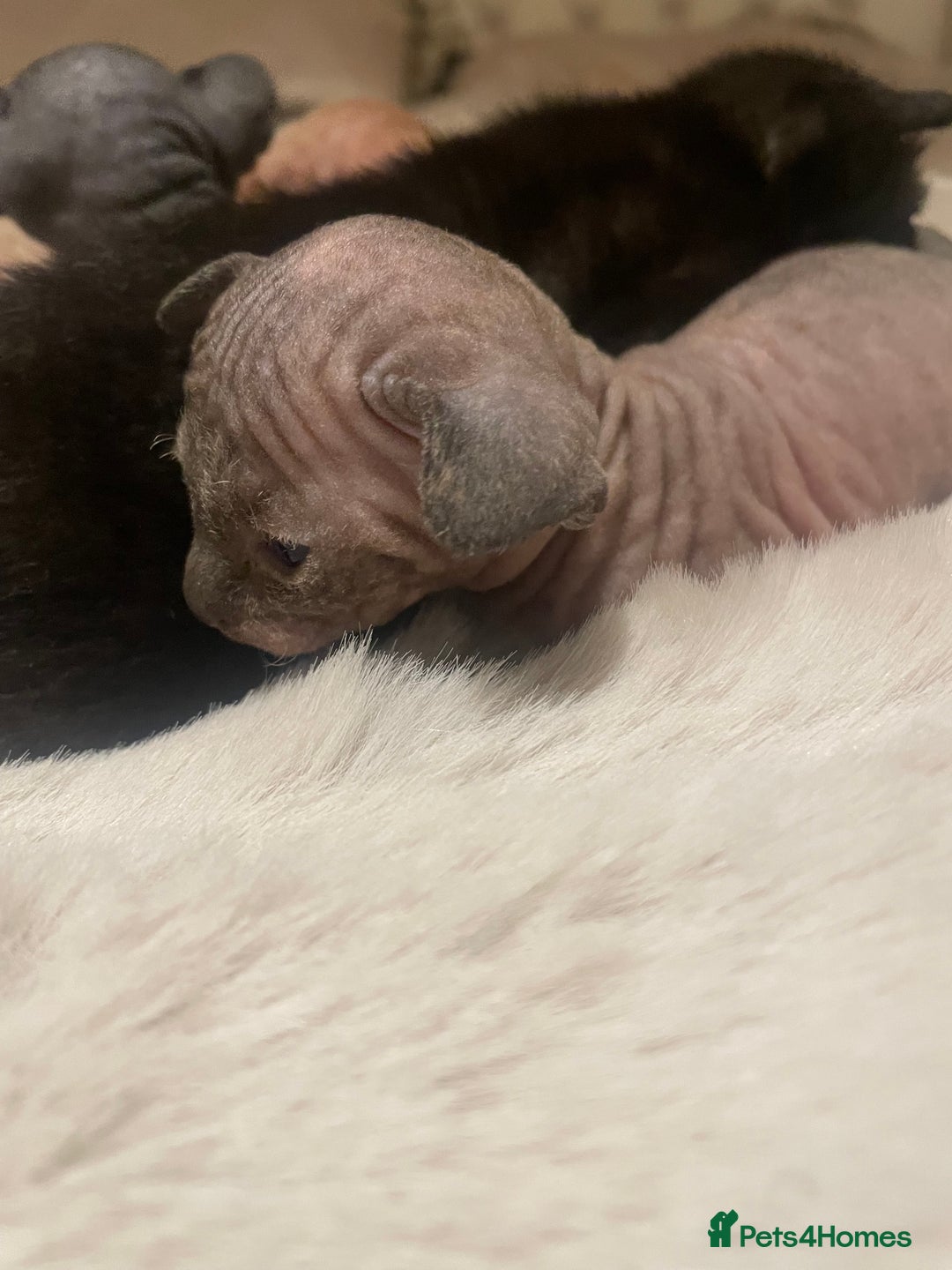 Sphynx cats for sale: Beautiful Sphynx cross orinetal kittens  - Advert 10