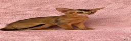 Abyssinian cats for sale: Gorgeous Abyssinian ruddy girls🤎❤️ - Advert 32