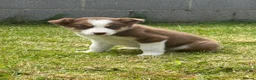 Border Collie dogs for sale: Stunning Border collie puppies ISDS reg - Advert 5