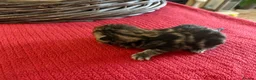 Mixed Breed cats for sale: Five beautiful kittens - readvertised to edit - Advert 4
