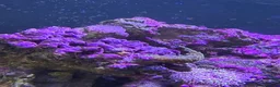 Other/Mixed Breed fish for sale: Marine fish, corals and equiptment for sale - Advert 12