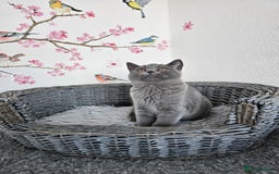 British Shorthair cats for sale: Gccf British Shorthair female  - Image 1