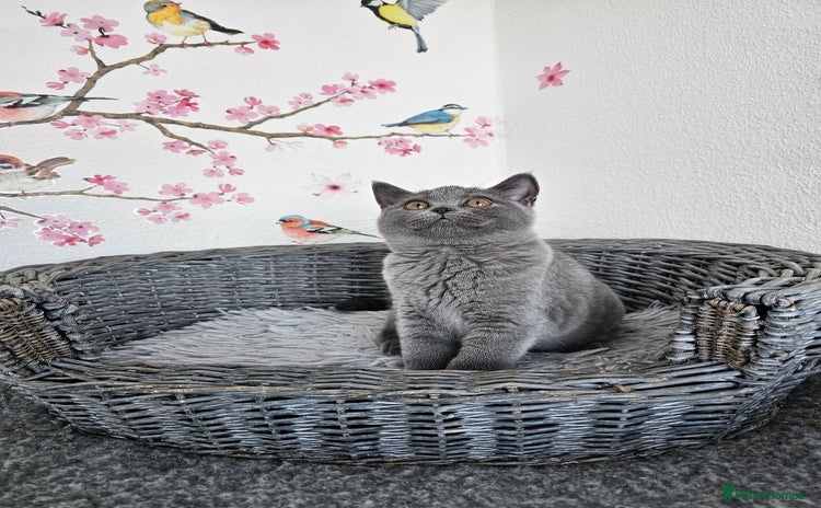 British Shorthair cats - Advert 9