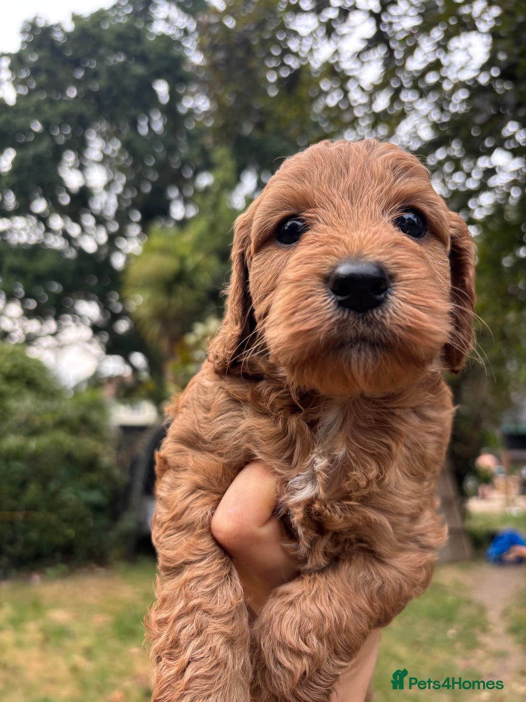 Cockapoo dogs for sale: Cockapoo puppies F1B - Image 6