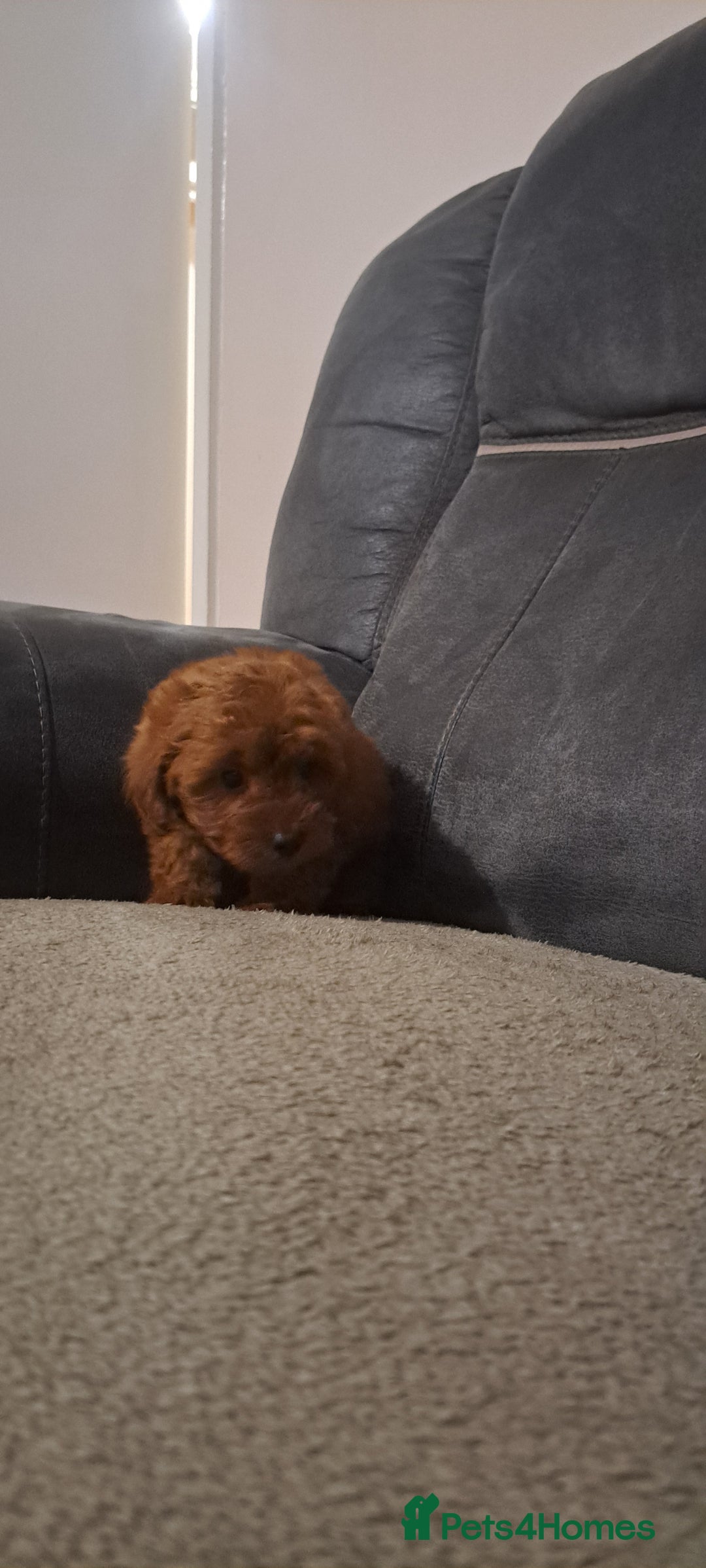 Toy Poodle dogs for sale: Toy poodle - Advert 15