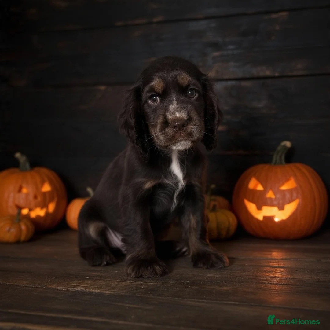 Cocker Spaniel dogs for sale: Beautiful show cocker spaniels ready this weekend - Advert 1