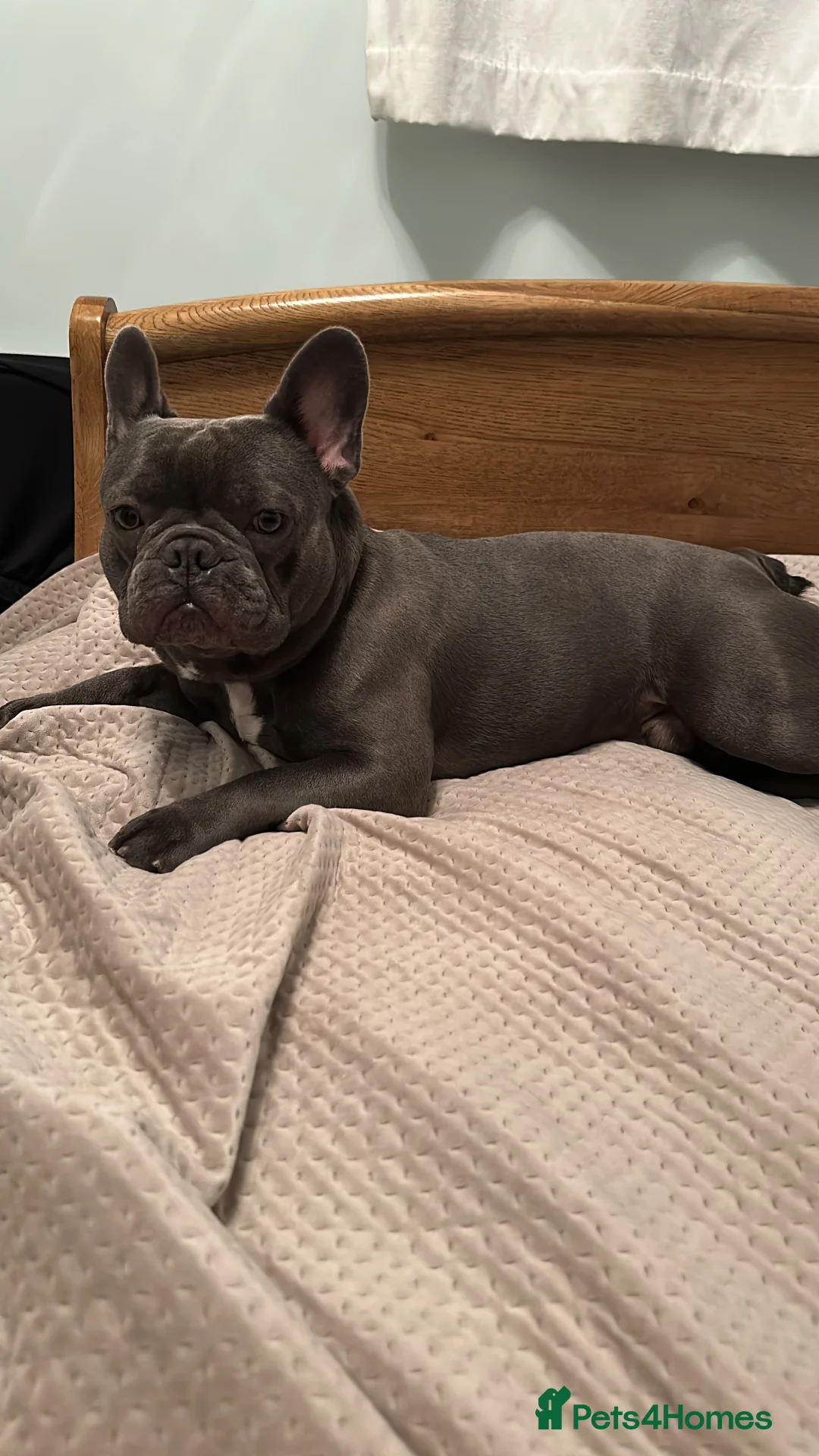 French Bulldog dogs for stud: Blue&Tan French Bulldog ready for stud £500 in Northampton - Advert 4