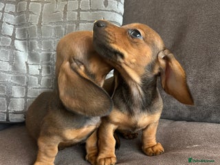 Miniature Dachshund dogs 8 weeks today 🌟 2 Girls remaining 💕 - Advert 16