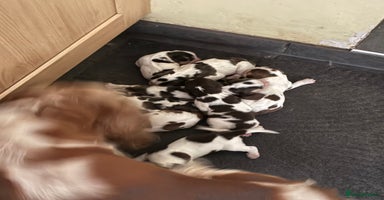Cocker Spaniel dogs - Advert 14