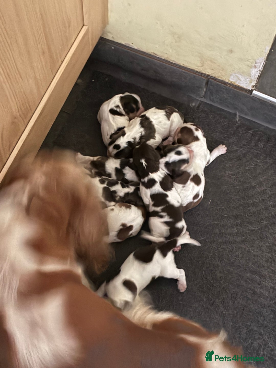 Cocker Spaniel dogs for sale: Show cocker spaniels - both parents family pets  - Image 2