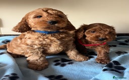 Cockapoo dogs for sale: Cockapoo puppies  - Image 16