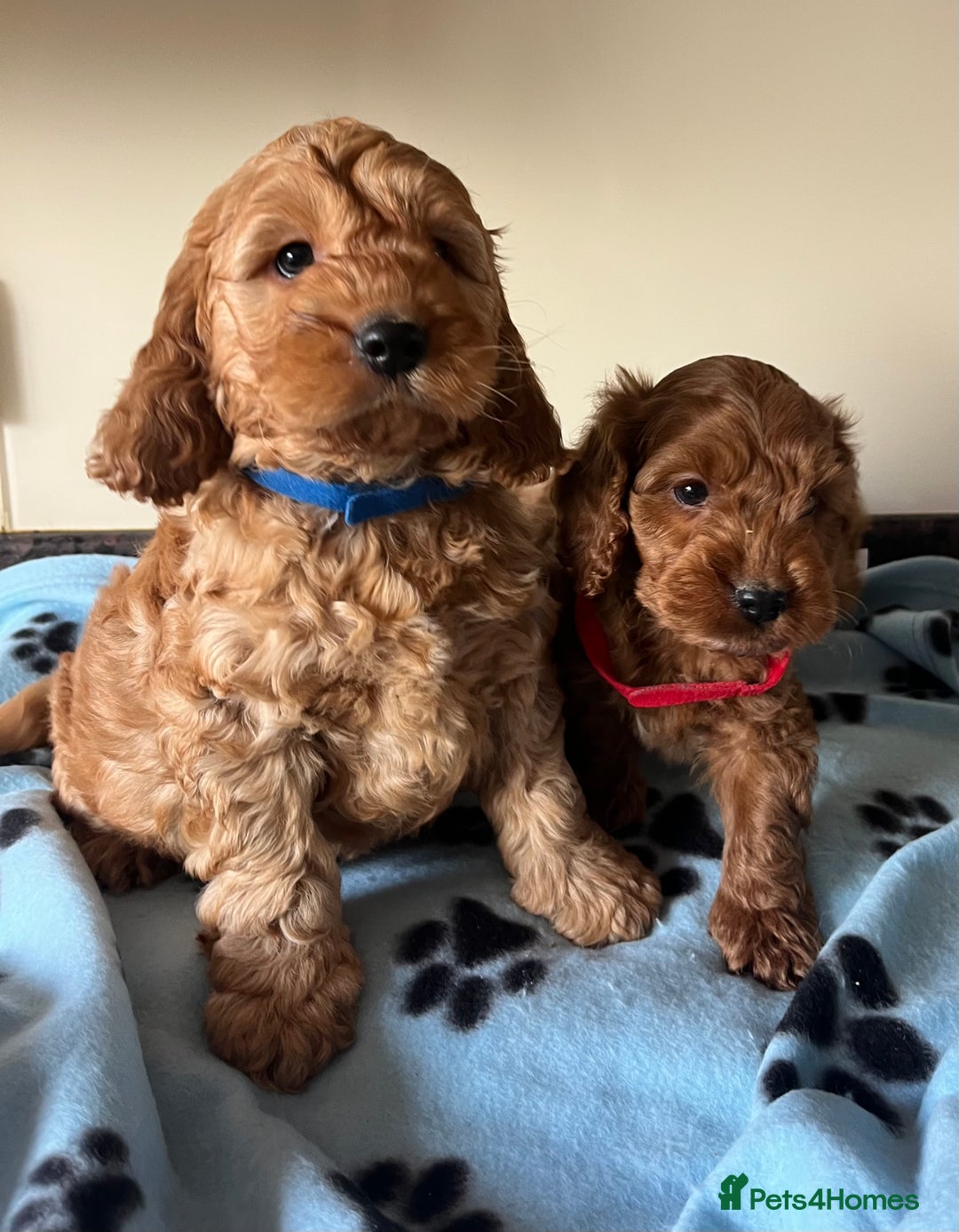 Cockapoo dogs for sale: Cockapoo puppies  - Image 16