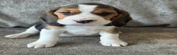 Beagle dogs for sale: 🐶 BEAUTIFUL KC REGISTERED CHUNKY BEAGLE PUPPIES🐶 - Advert 6