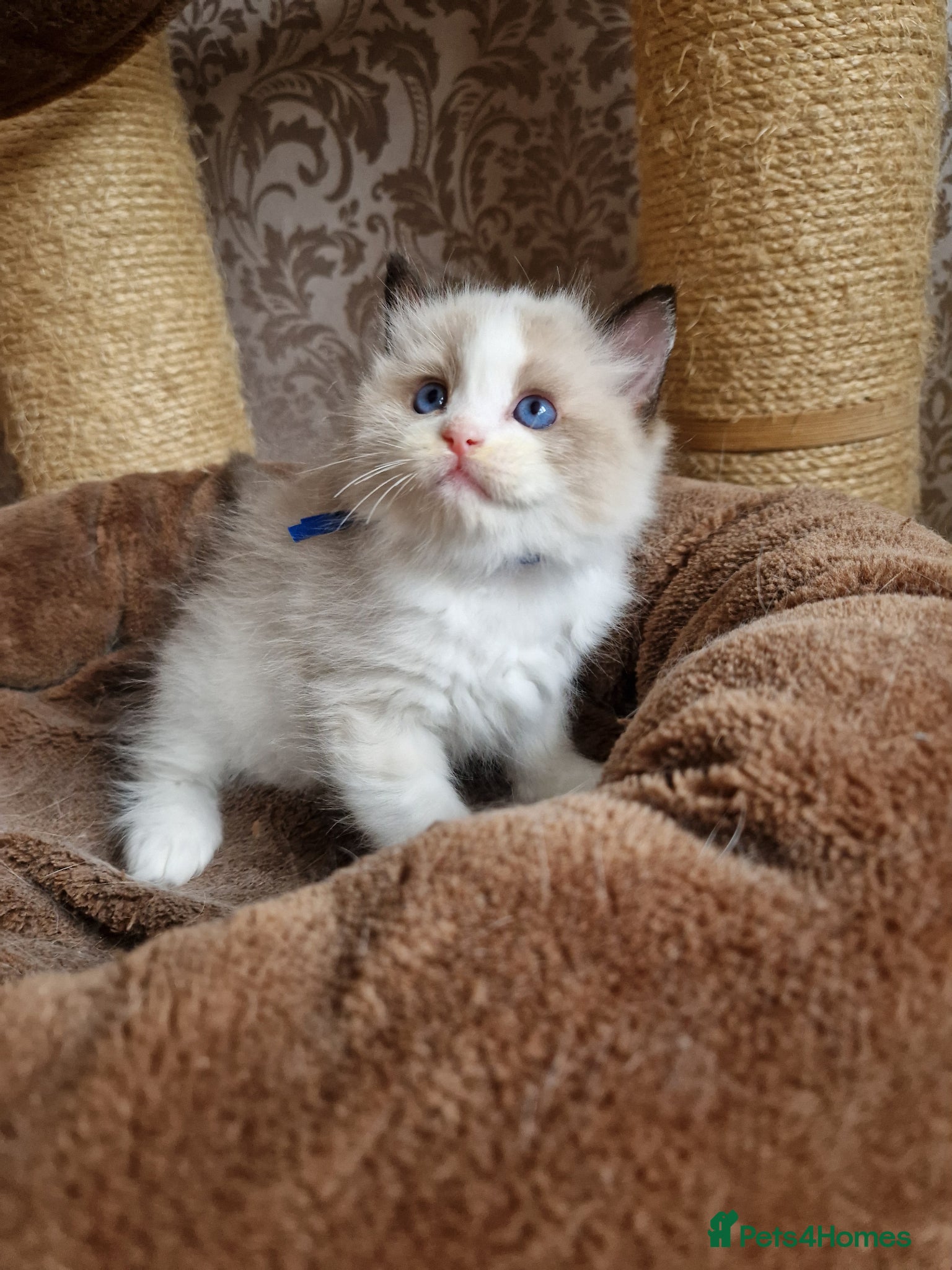 Ragdoll cats Show quality Ragdoll kittens - Advert 2