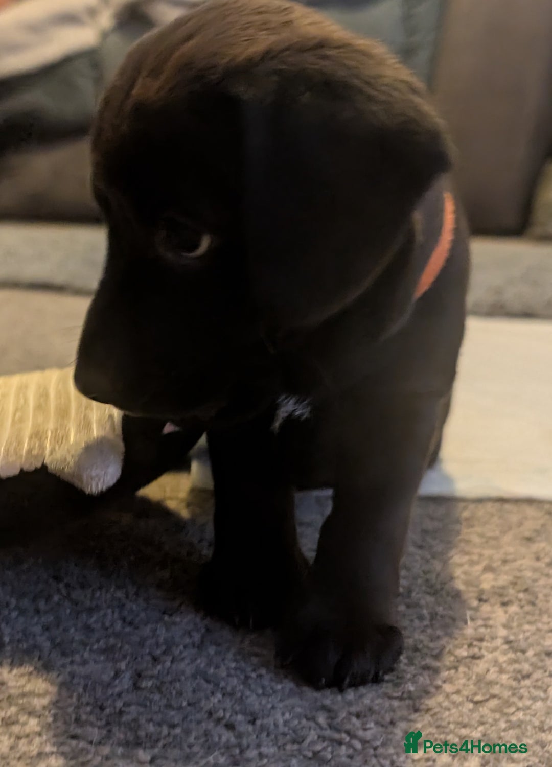 Mixed Breed dogs for sale: Doxie-Dales ready now - Image 18