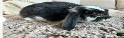 Mini Lop rabbits for sale: 🐰 Mini Lops Ready to Leave 🐰 - Advert 5