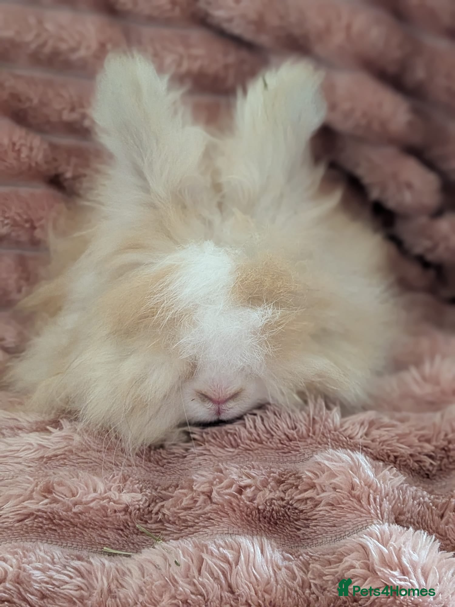 Angora rabbits Baby angoras - Advert 4
