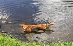 Nova Scotia Duck Tolling Retriever dogs for sale: Champ Line Health Tested KC Toller waiting list  - Image 2