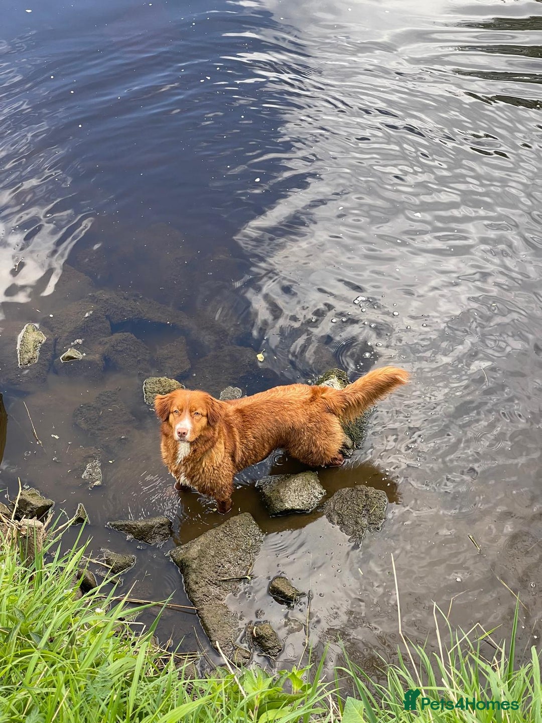 Nova Scotia Duck Tolling Retriever dogs for sale: Champ Line Health Tested KC Toller waiting list  - Image 2