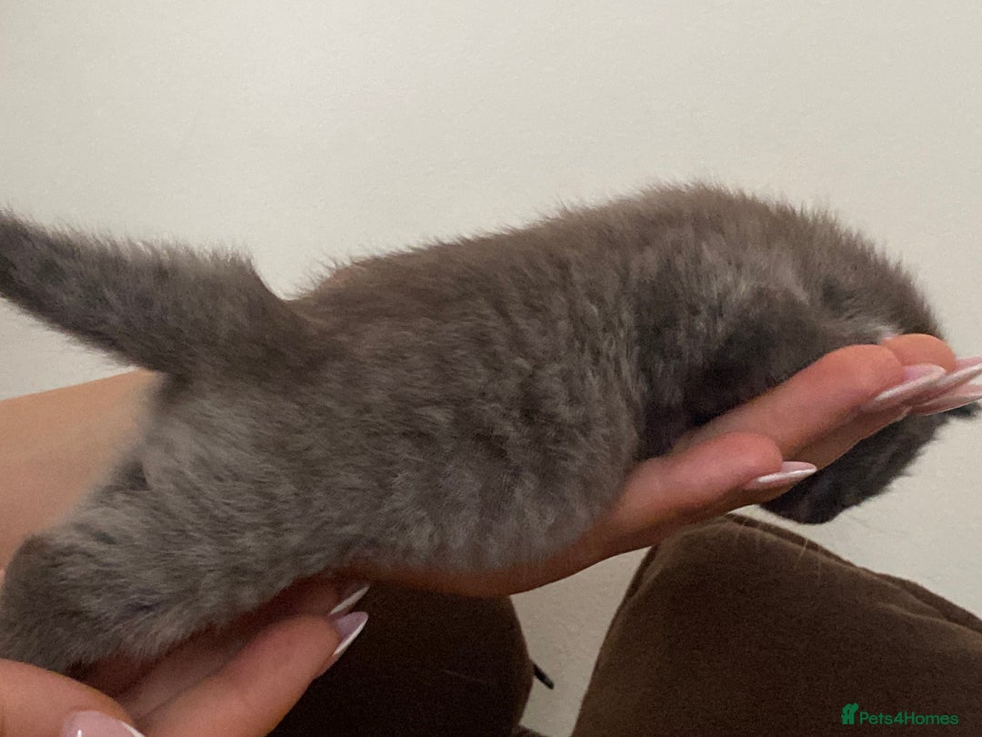 Mixed Breed cats for sale: Ragdoll X kitten for sale  - Image 11