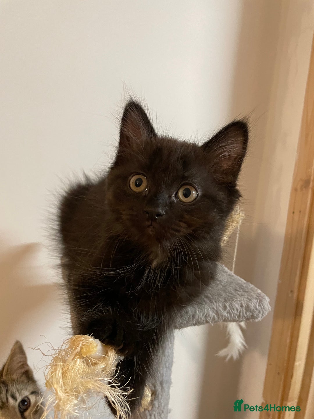 Mixed Breed cats for sale: Mix breed beautiful kittens - Image 25