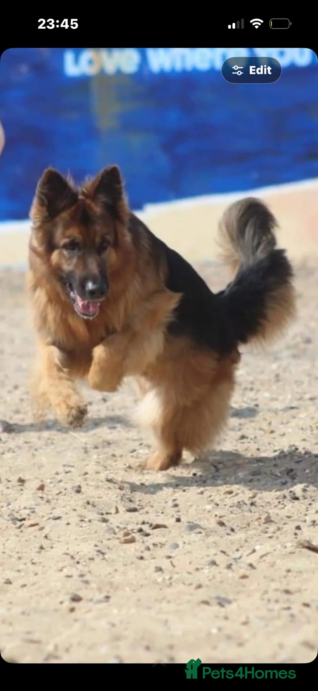 German Shepherd dogs for sale: 6 stunning German shepherd puppies  - Advert 2