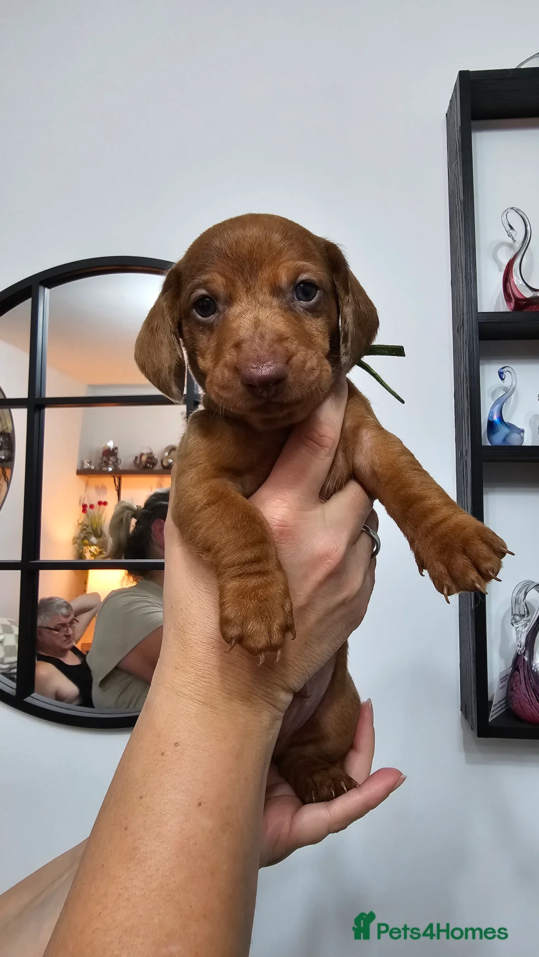 Dachshund dogs for sale: Ready Now ! KC Standard Dachshund puppies!  - Advert 13