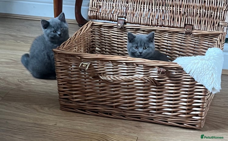 British Shorthair cats - Advert 11