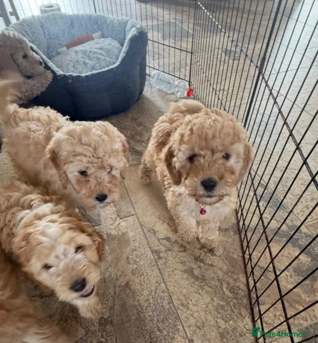 Cockapoo dogs for sale: F1b COCKAPOO Puppies (Teddy bears 🐻) - Advert 2
