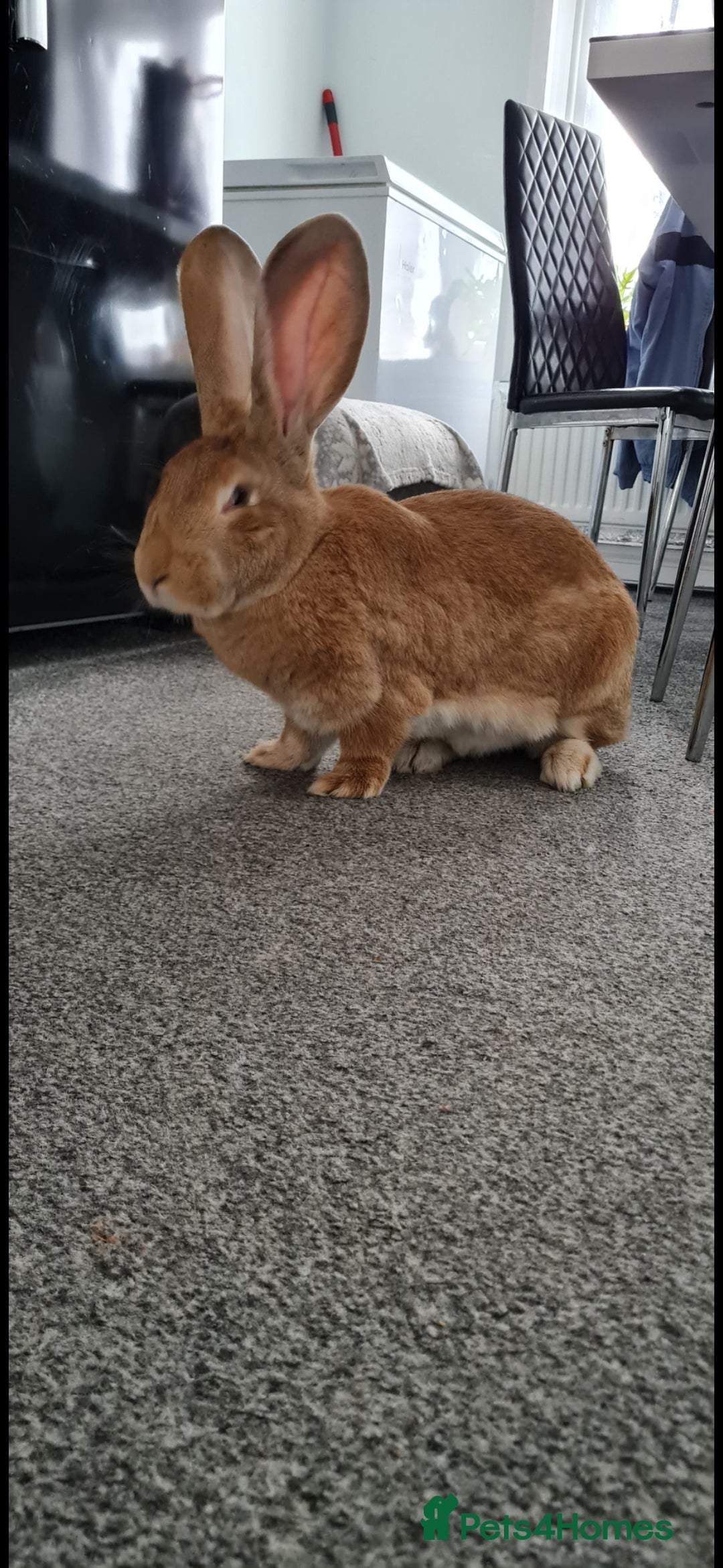 Continental Giant rabbits Continental Giant looking for a new home.  - Advert 17