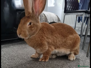 Continental Giant rabbits Continental Giant looking for a new home. - Advert 17