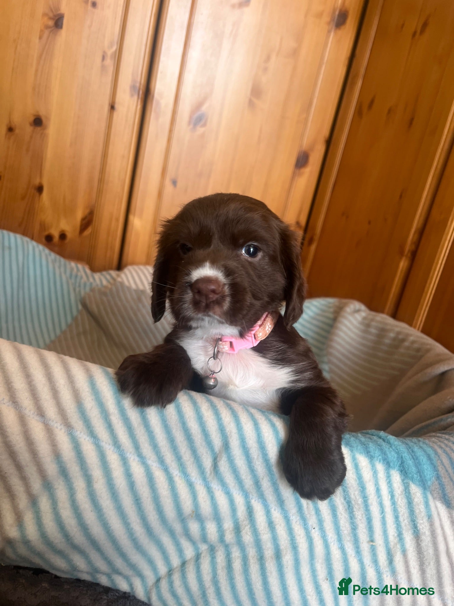 Cocker Spaniel dogs Chocolate cocker spaniel - Advert 11