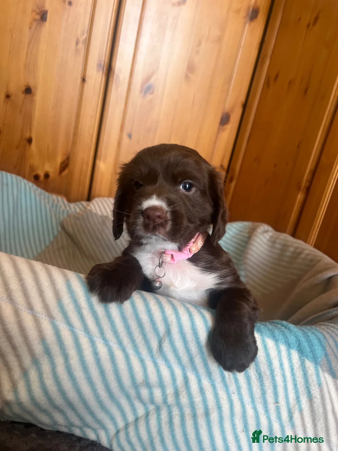 Cocker Spaniel dogs for sale: Chocolate cocker spaniel - Advert 1