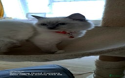 Ragdoll cats for sale: GCCF REG 6 fluffy kittens - Image 9