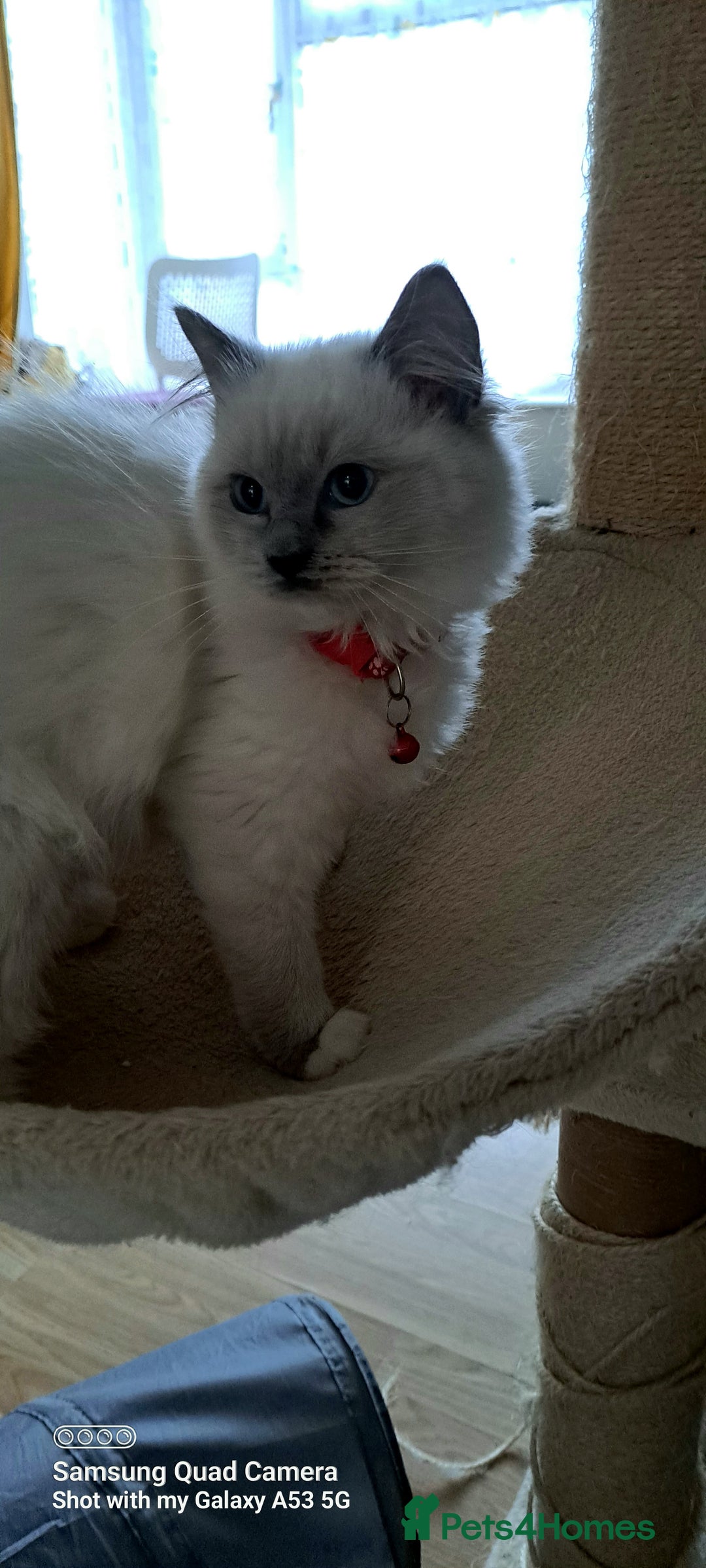 Ragdoll cats for sale: GCCF REG 6 fluffy kittens - Image 9