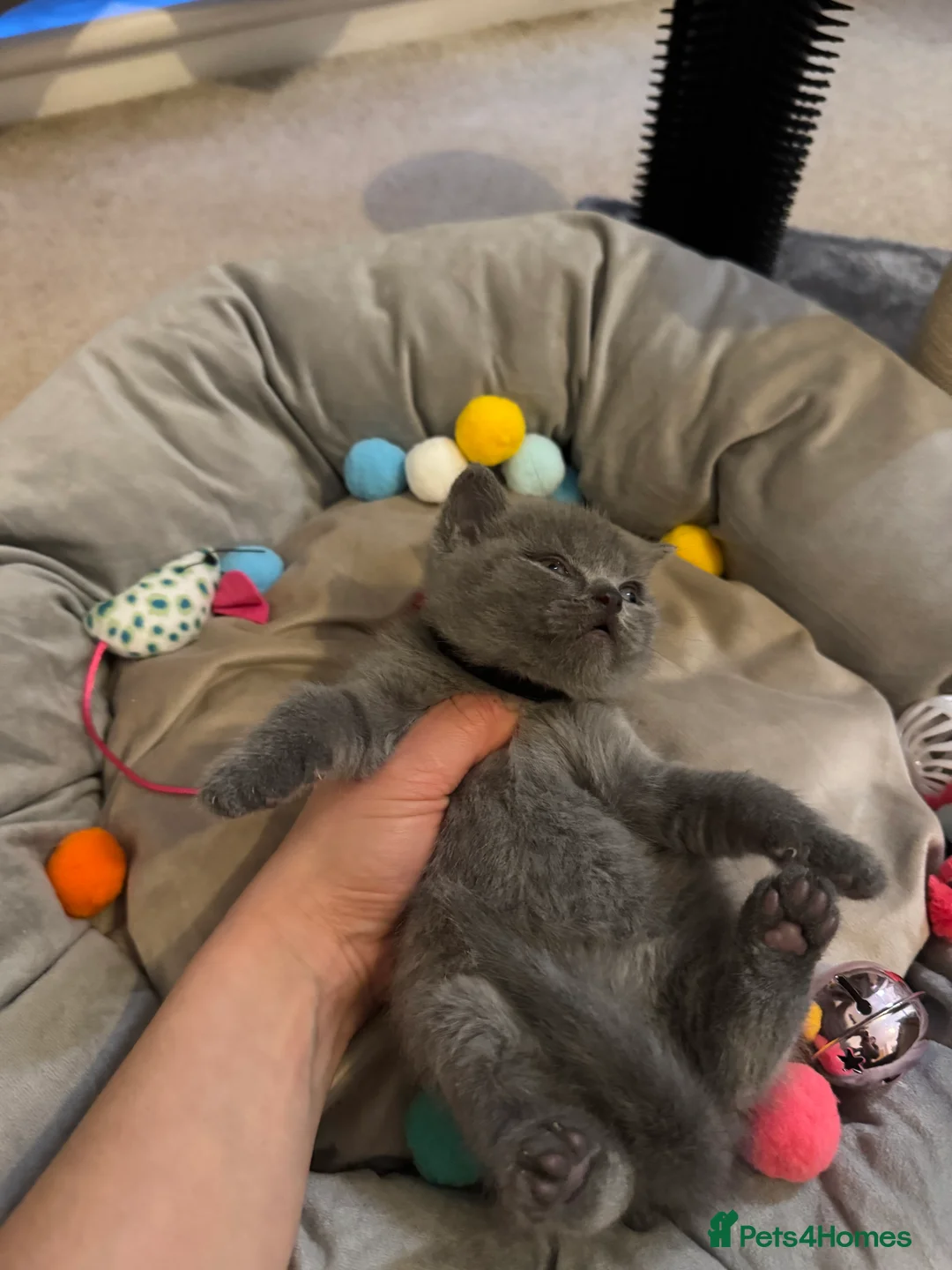 British Shorthair cats for sale: Fluffy and healthy British shorthair kittens - Advert 13