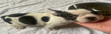 French Bulldog Puppy 2